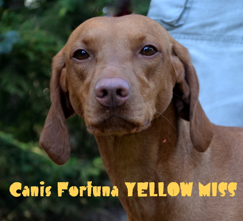  Canis Fortuna YELLOW MISS (Misia)